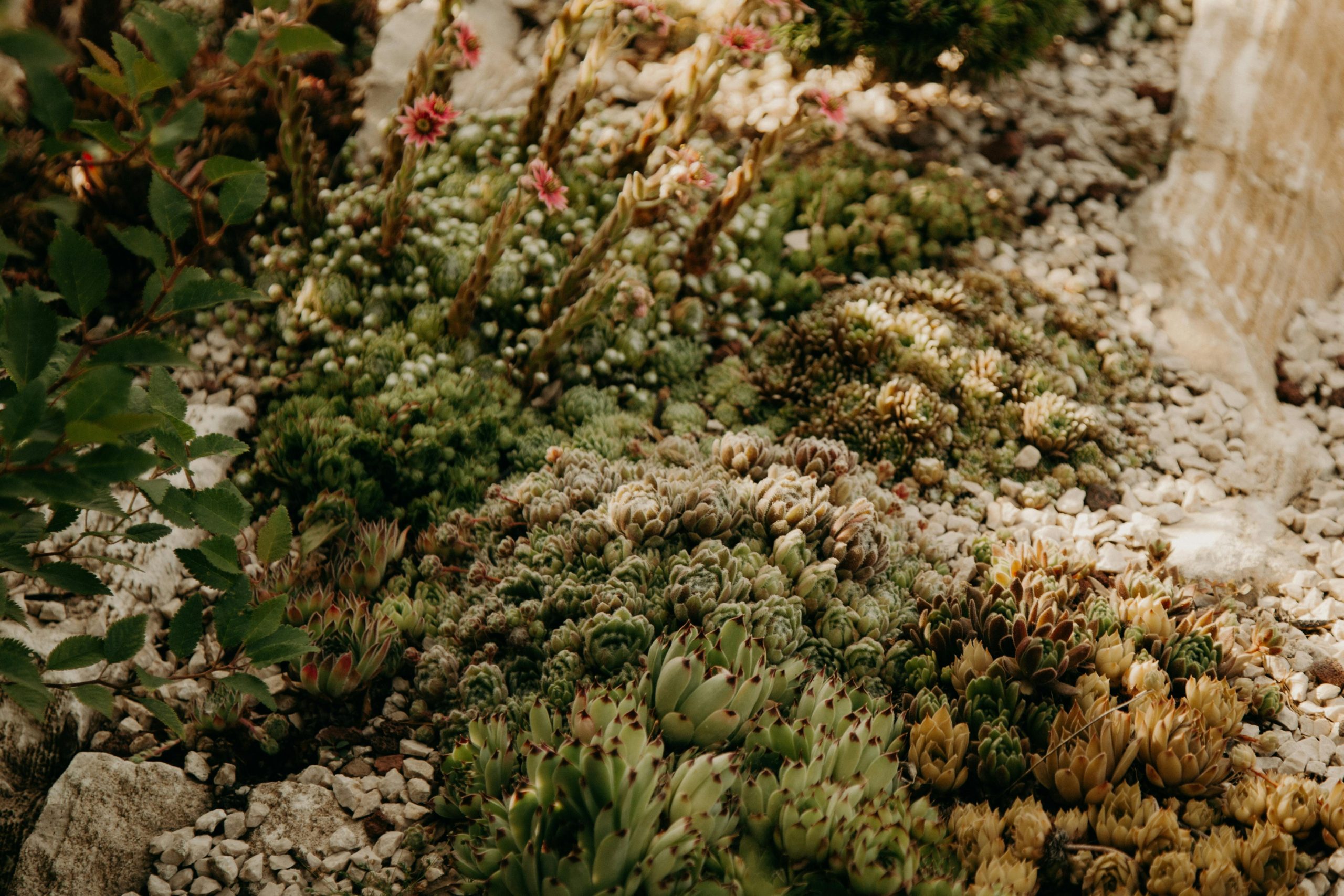 Zdjęcie do artykułu: Rośliny odporne na suszę – idealne na trudne czasy